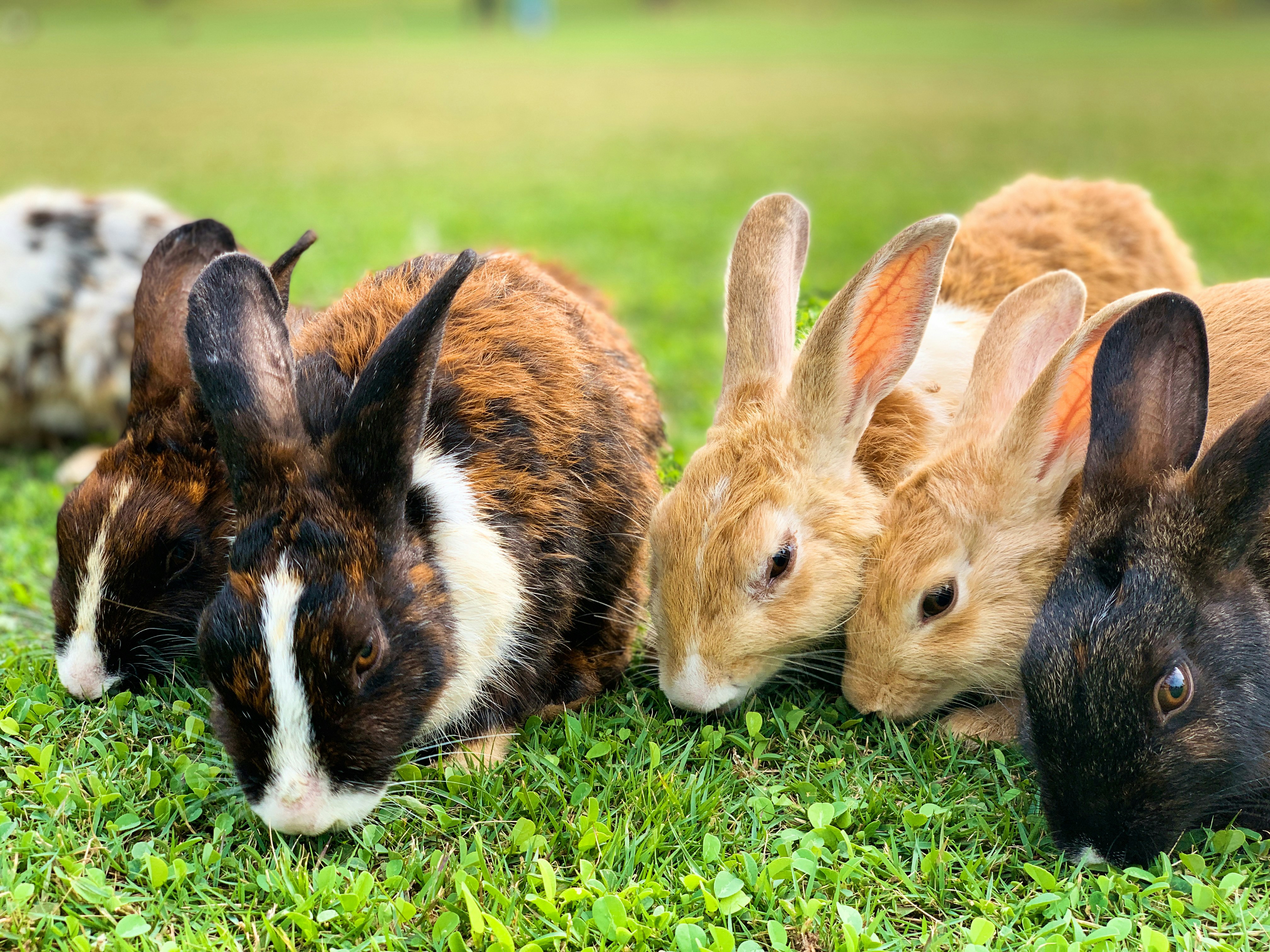 Rabbit Relocation Services